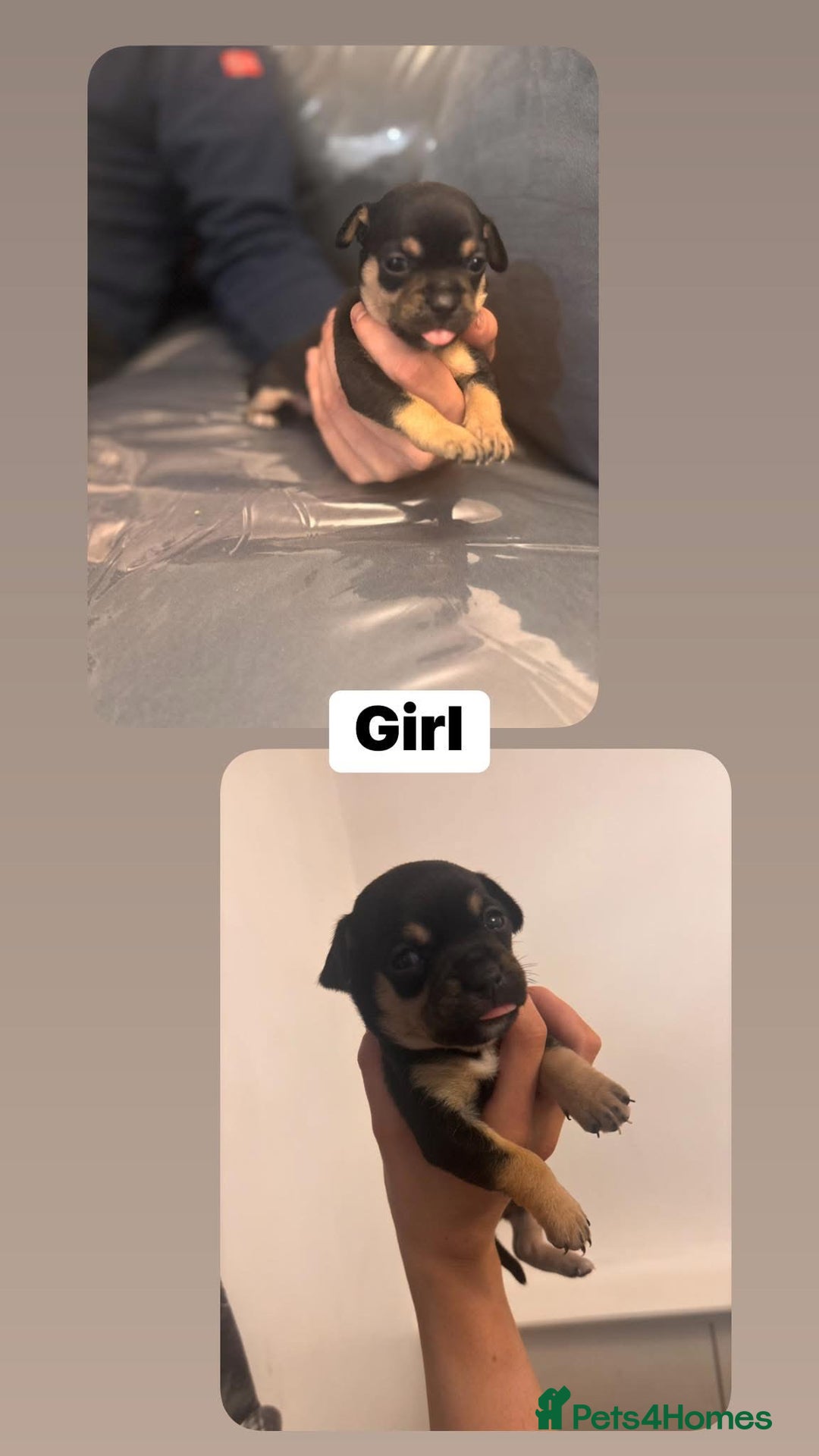 Chihuahua dogs for sale: Chihuahua puppies  - Image 2