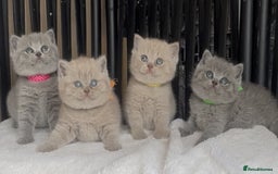 British Shorthair cats for sale: Absolutely beautiful BSH kittens  - Image 8