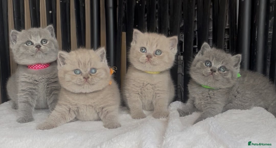 British Shorthair cats for sale: Absolutely beautiful BSH kittens  - Image 8