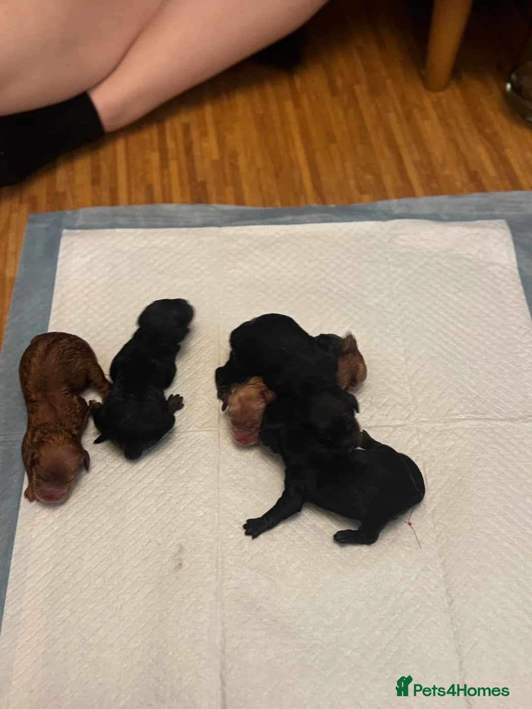 Miniature Poodle dogs for stud: 🏆PROVEN🏆 sable miniature poodle health tested in Havant - Advert 28