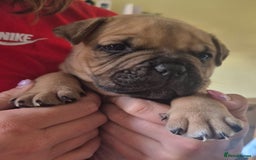 Mixed Breed dogs for sale: Pocket bully cross Chow Chow puppies for sale - Image 16