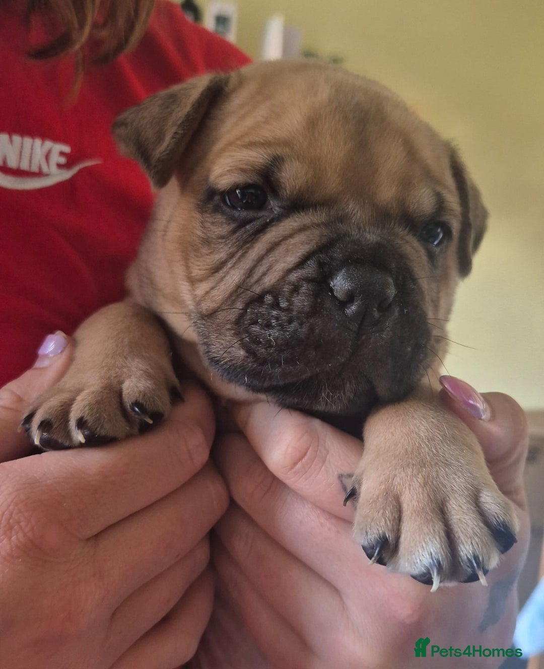 Mixed Breed dogs for sale: Pocket bully cross Chow Chow puppies for sale - Image 16
