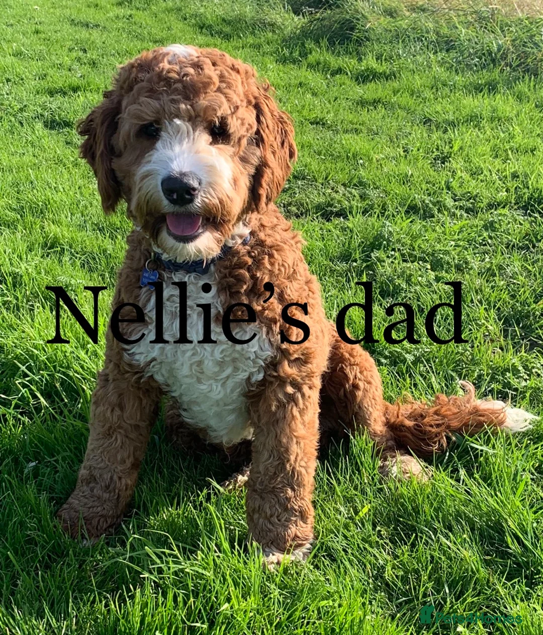 Mixed Breed dogs for sale: Exceptional Australian labradoodle /Double Doodles - Advert 11