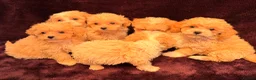 Maltipoo dogs for sale: 💙Maltipoo F1💜 in Hornchurch - Advert 3