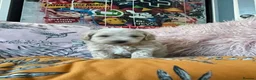 Maltipoo dogs for sale: Toy Maltipoos  - Advert 6