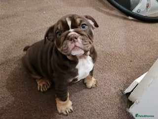 English Bulldog dogs English Bulldog Puppies - Advert 1