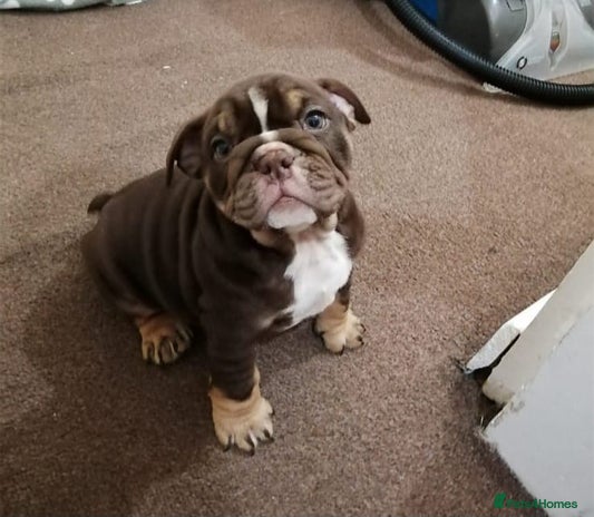 English Bulldog dogs English Bulldog Puppies - Advert 1