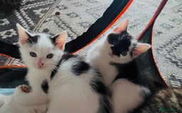Domestic Shorthair cats for sale:  Beautiful litter mixed colours  - Image 5
