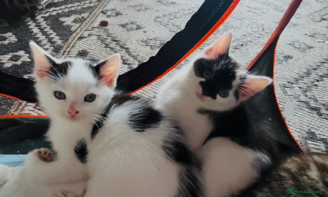 Domestic Shorthair cats for sale:  Beautiful litter mixed colours  - Image 5