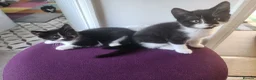 Mixed Breed cats for sale: 3 lovely kittens  - Advert 9