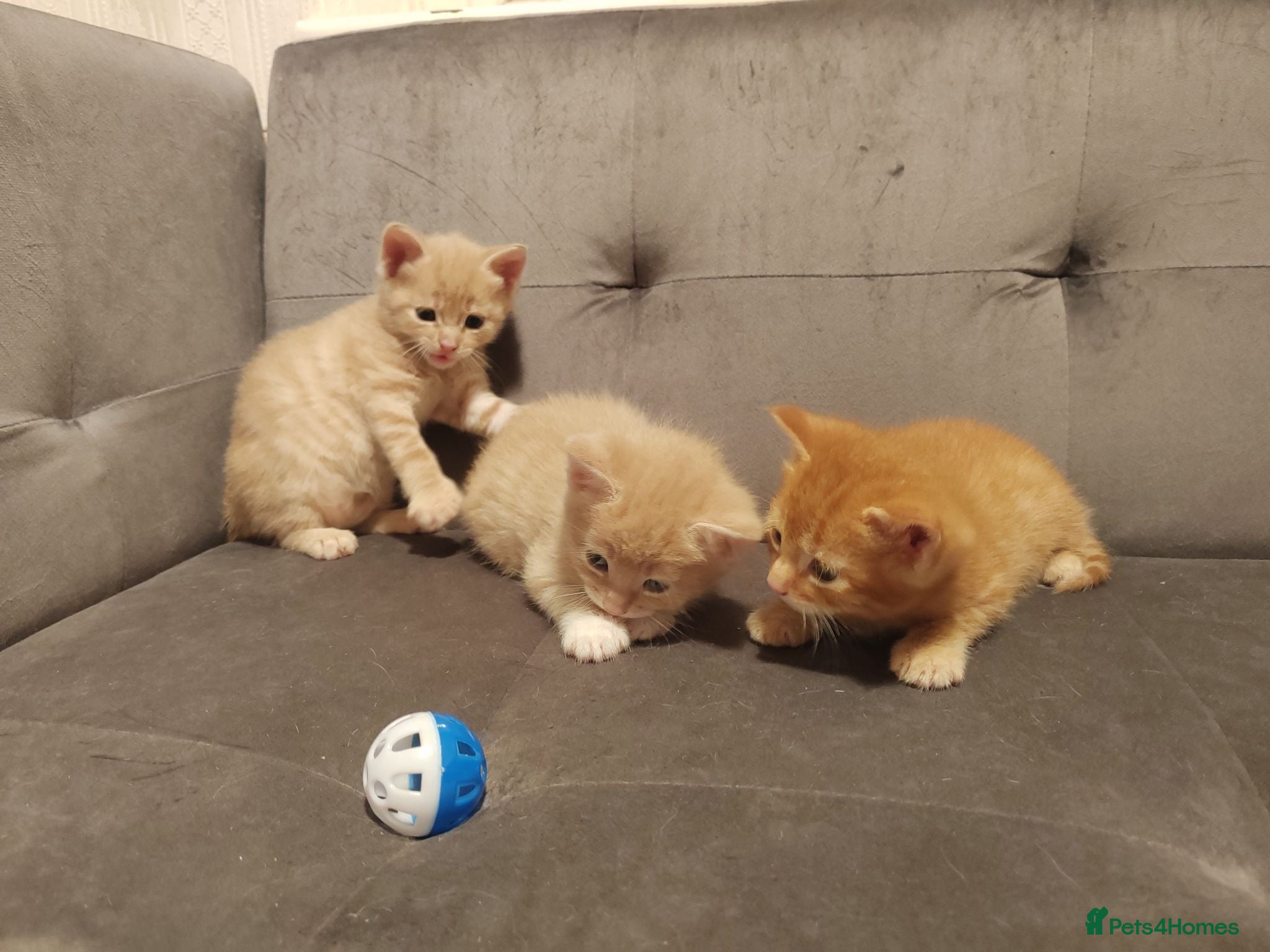 Mixed Breed cats Adorable kittens are looking for lovely home  - Advert 2
