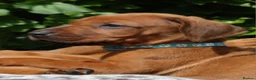 Rhodesian Ridgeback dogs for sale: !!KC CHAMPION AFRICAN RHODESIAN RIDGEBACK!! in Doncaster - Advert 20