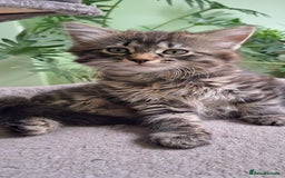 Siberian cats for sale: 6 lovely Siberian kittens  - Image 25
