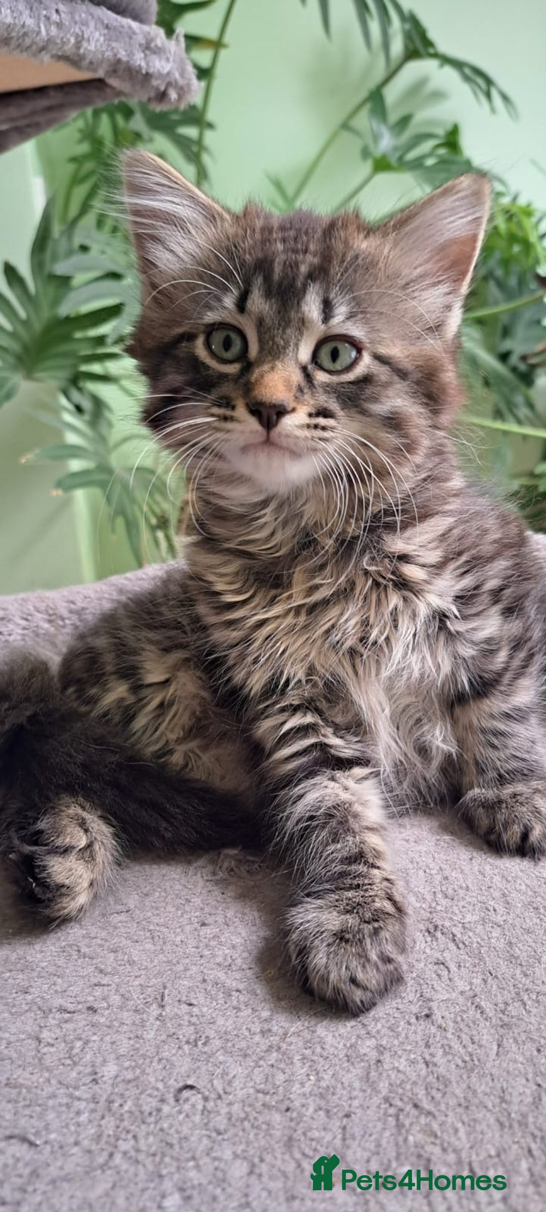 Siberian cats for sale: 6 lovely Siberian kittens  - Image 25