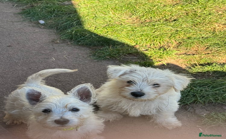 West Highland Terrier dogs - Advert 8