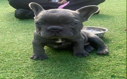 French Bulldog dogs for sale: Beautiful French bulldog puppies  - Image 11
