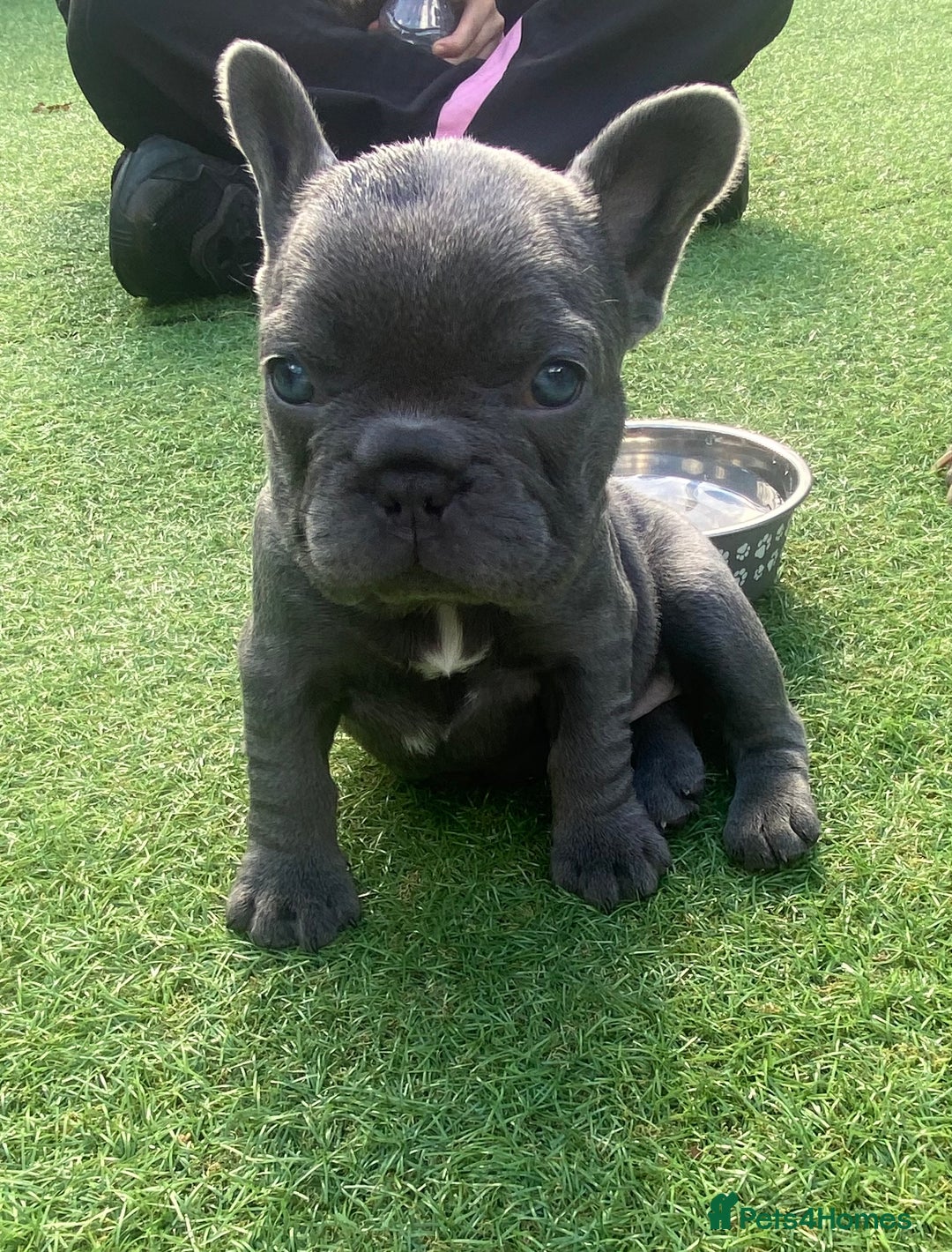 French Bulldog dogs for sale: Beautiful French bulldog puppies  - Image 11
