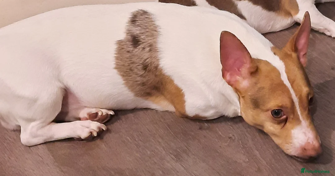 Jack Russell dogs for sale: Chocolate Merle Jack - Advert 2