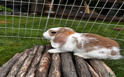 Mini Lop rabbits for sale: mini lops  - Image 1