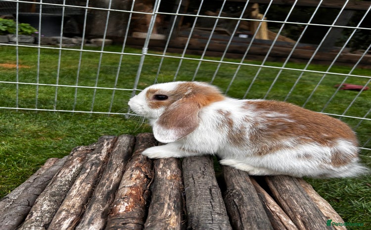 Mini Lop rabbits - Advert 3
