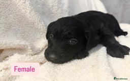 Labradoodle dogs for sale: Standard Labradoodle Puppies  - Advert 6