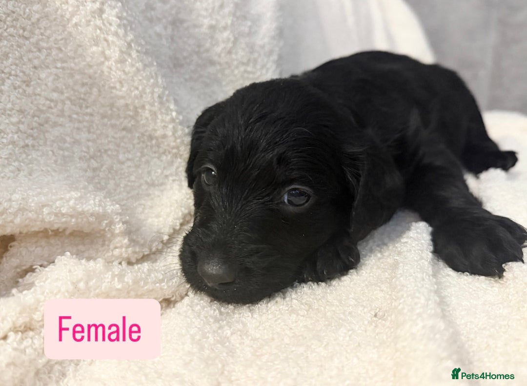 Labradoodle dogs for sale: Standard Labradoodle Puppies  - Advert 6