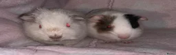 Guinea Pig rodents for sale: Guinea pigs  - Advert 10