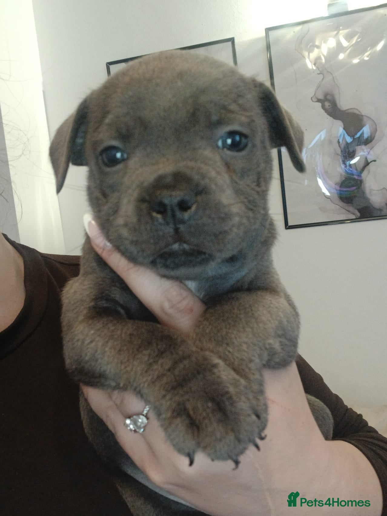 Staffordshire Bull Terrier dogs Beautiful chunky blue staffies  - Advert 2