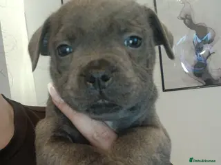 Staffordshire Bull Terrier dogs Beautiful chunky blue staffies - Advert 2