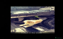 Lhasapoo dogs for sale: Lhasapoo  - Advert 2