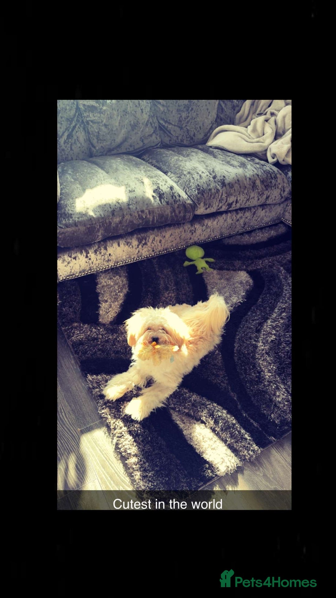 Lhasapoo dogs for sale: Lhasapoo  - Advert 2