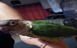 Conures birds for sale: Hand reared and hand tame Conures  - Advert 5