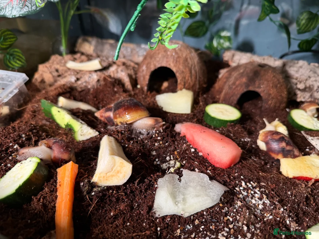 Snails invertebrates for sale: Giant African land snails for sale  - Advert 6