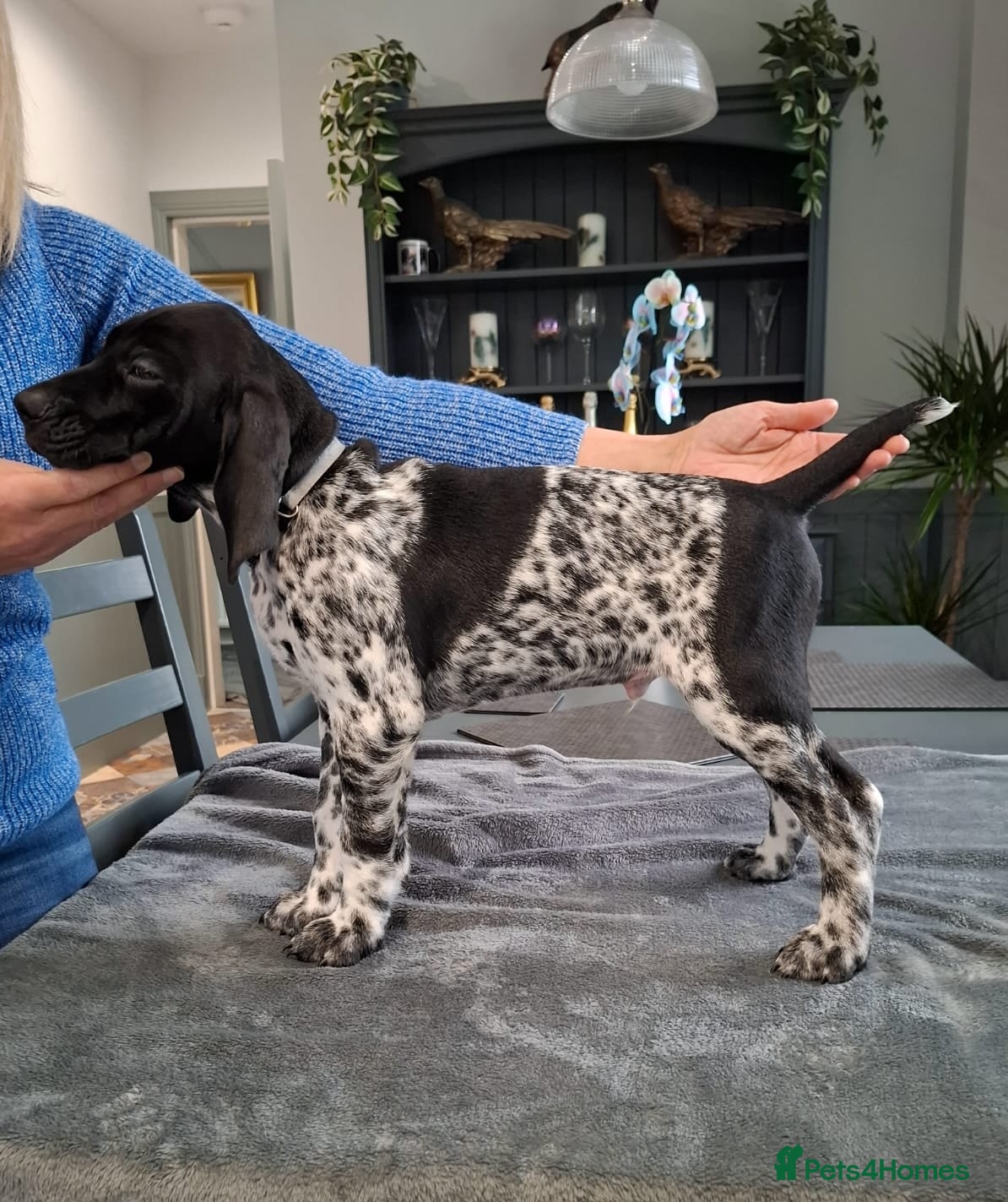 German Shorthaired Pointer dogs KC Registered German Shorthaired Pointer (GSP)  - Advert 1