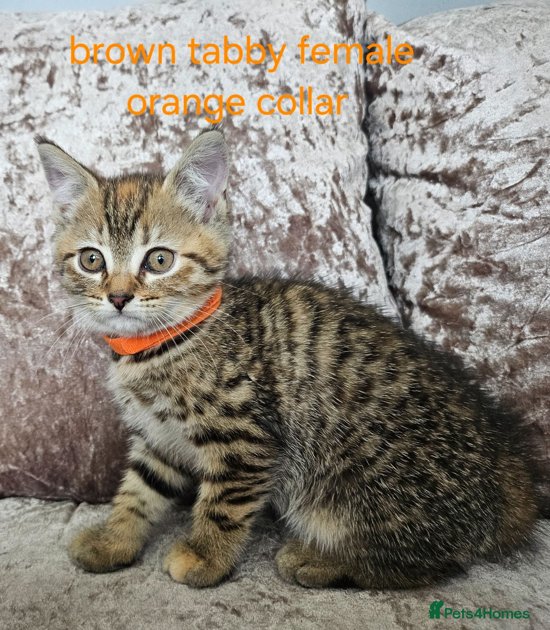 Mixed Breed cats 5 kittens x British blue shorthairs - Advert 17