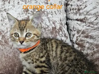 Mixed Breed cats 5 kittens x British blue shorthairs - Advert 17