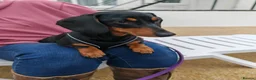 Miniature Dachshund dogs for sale: Miniature Dachshund Puppies, KC & Health Checked - Advert 2