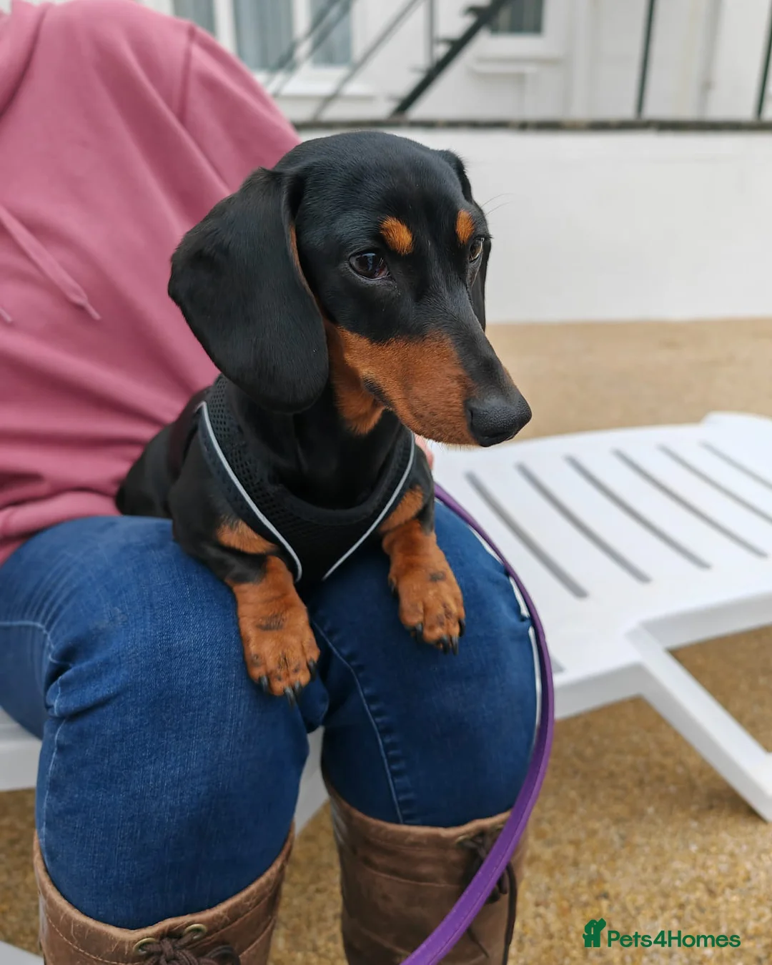 Miniature Dachshund dogs for sale: Miniature Dachshund Puppies, KC & Health Checked - Advert 2