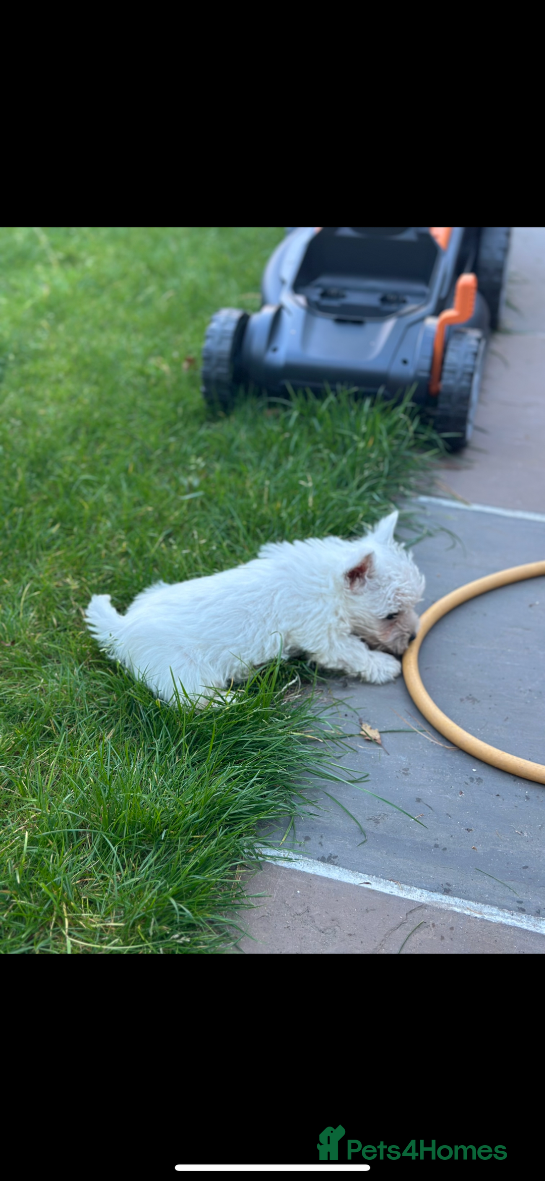 West Highland Terrier dogs for sale: West highland terrier puppies - Image 7