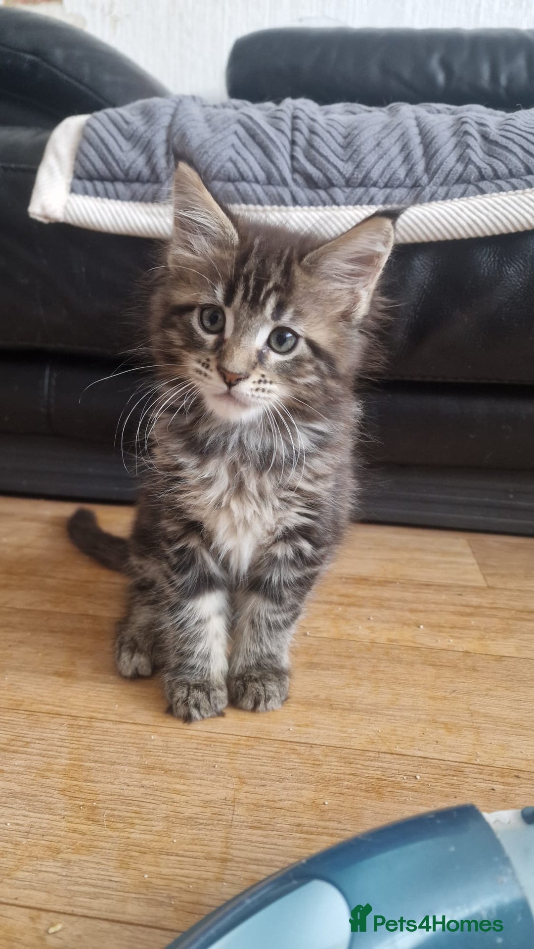 Maine Coon cats for sale: Maine coon kittens - Image 9