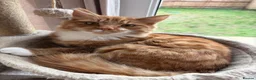 Mixed Breed cats for sale: Beautiful Ginger Male Cat  - Advert 2