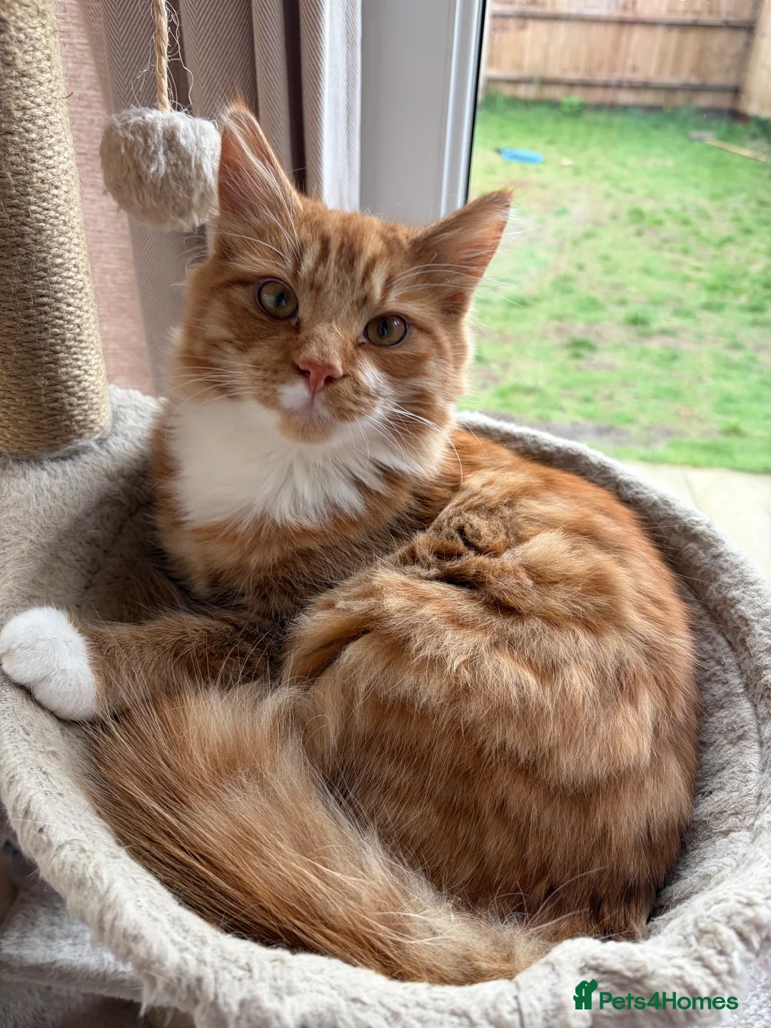 Mixed Breed cats for sale: Beautiful Ginger Male Cat  - Advert 2