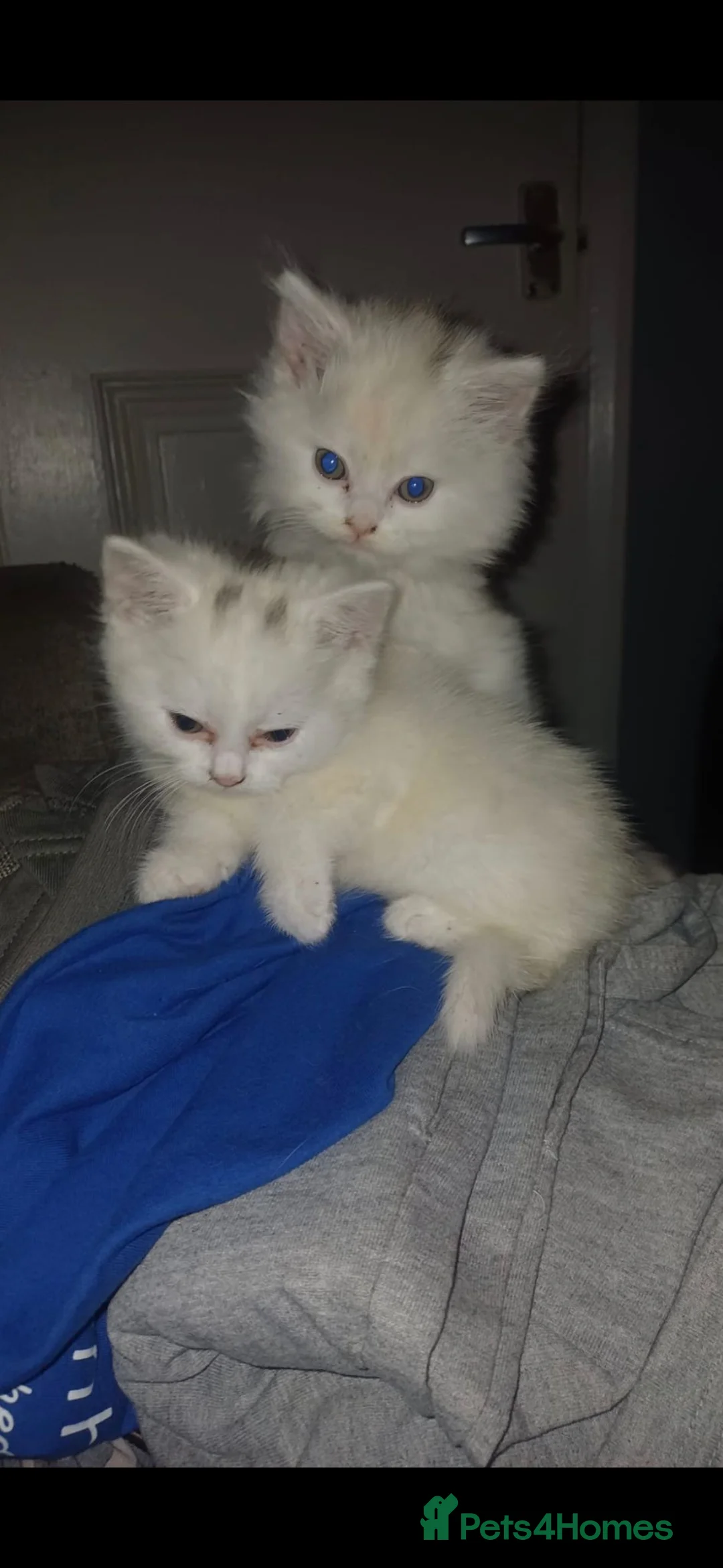 British Shorthair cats for sale: Beautiful kittens  - Advert 8