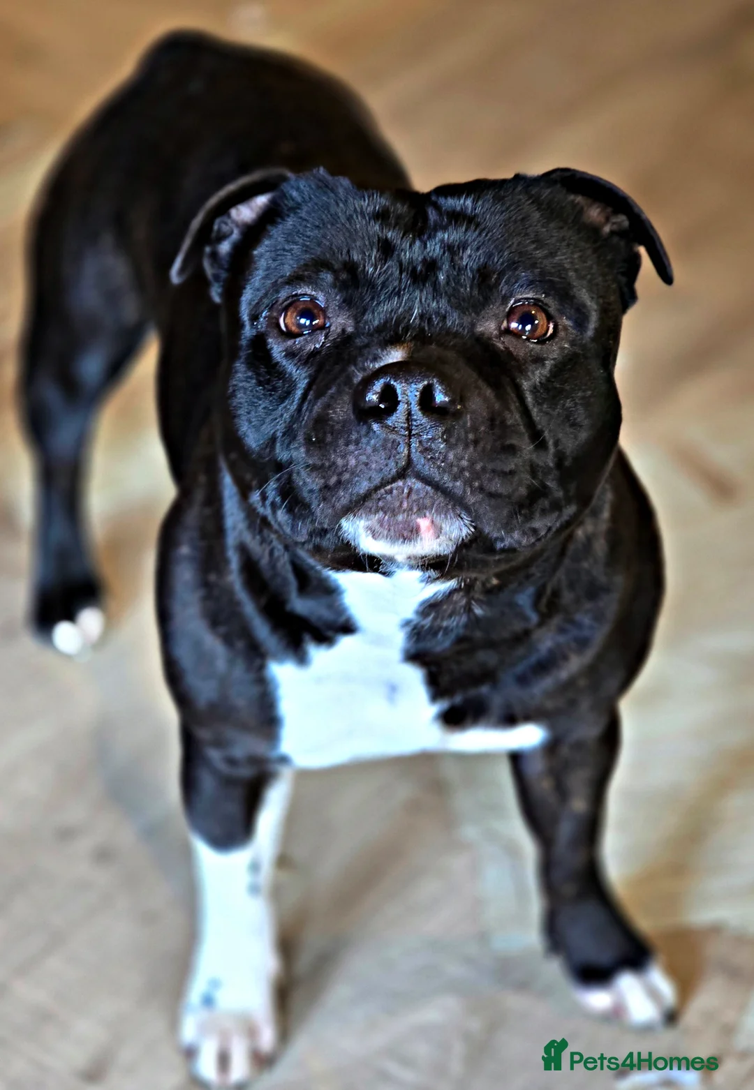 Staffordshire Bull Terrier dogs for stud: HT KC Reg, True Quality Staffordshire Bull Terrier - Advert 2