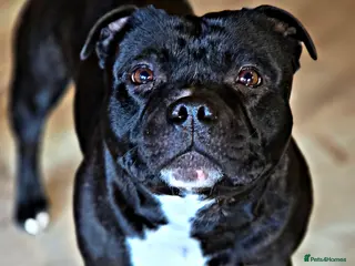 Staffordshire Bull Terrier dogs True Quality With A Temperament Of Dreams - Advert 7