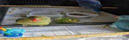 Ringnecks birds for sale: Hand reared baby ringnecks  - Advert 3