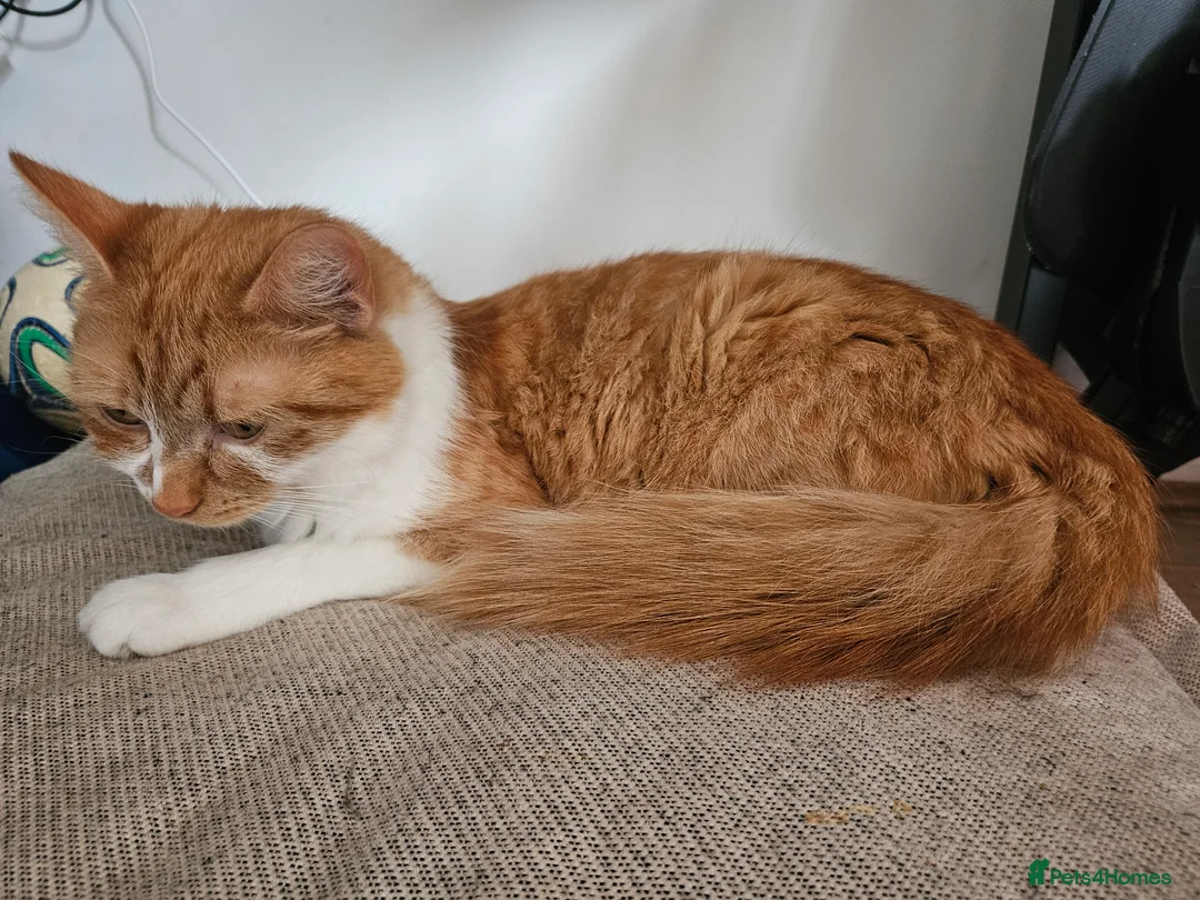 Mixed Breed cats for sale: Affectionate kittens - Advert 2