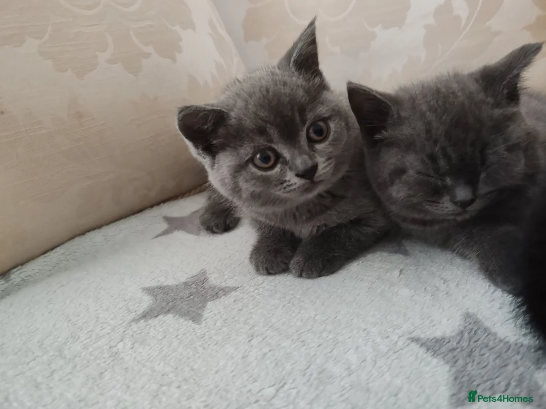 British Shorthair cats for sale: British shorthair kittens females  - Advert 8
