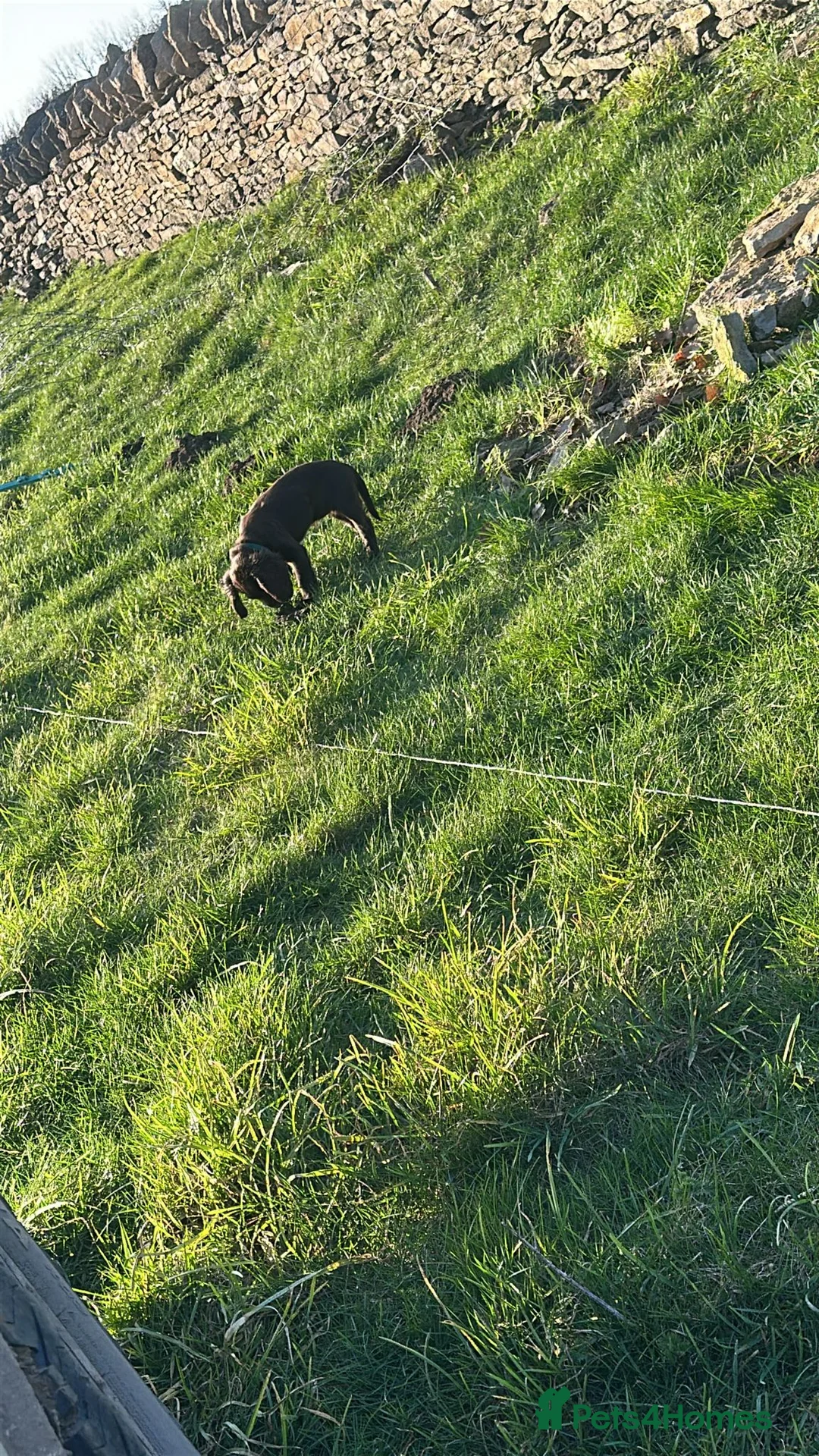 Cocker Spaniel dogs for sale: KC Chocolate cocker spainel bitch - Advert 2