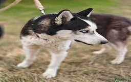 Siberian Husky dogs for adoption: 💙🐶 HASAN 🐶💙 - Image 14